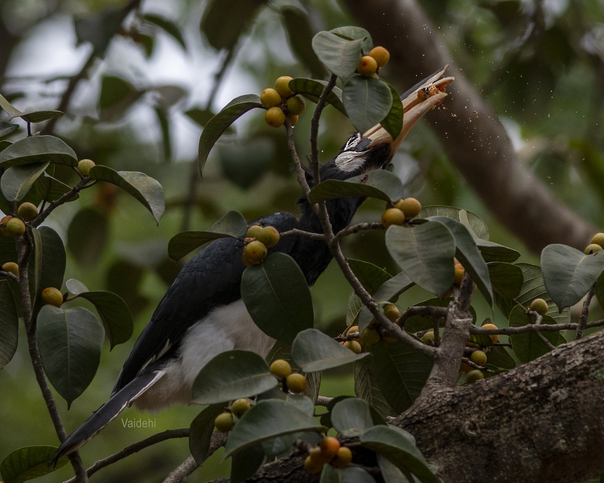 Calao de Malabar - ML624080050