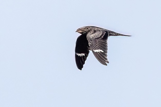 Common Nighthawk - ML624080059