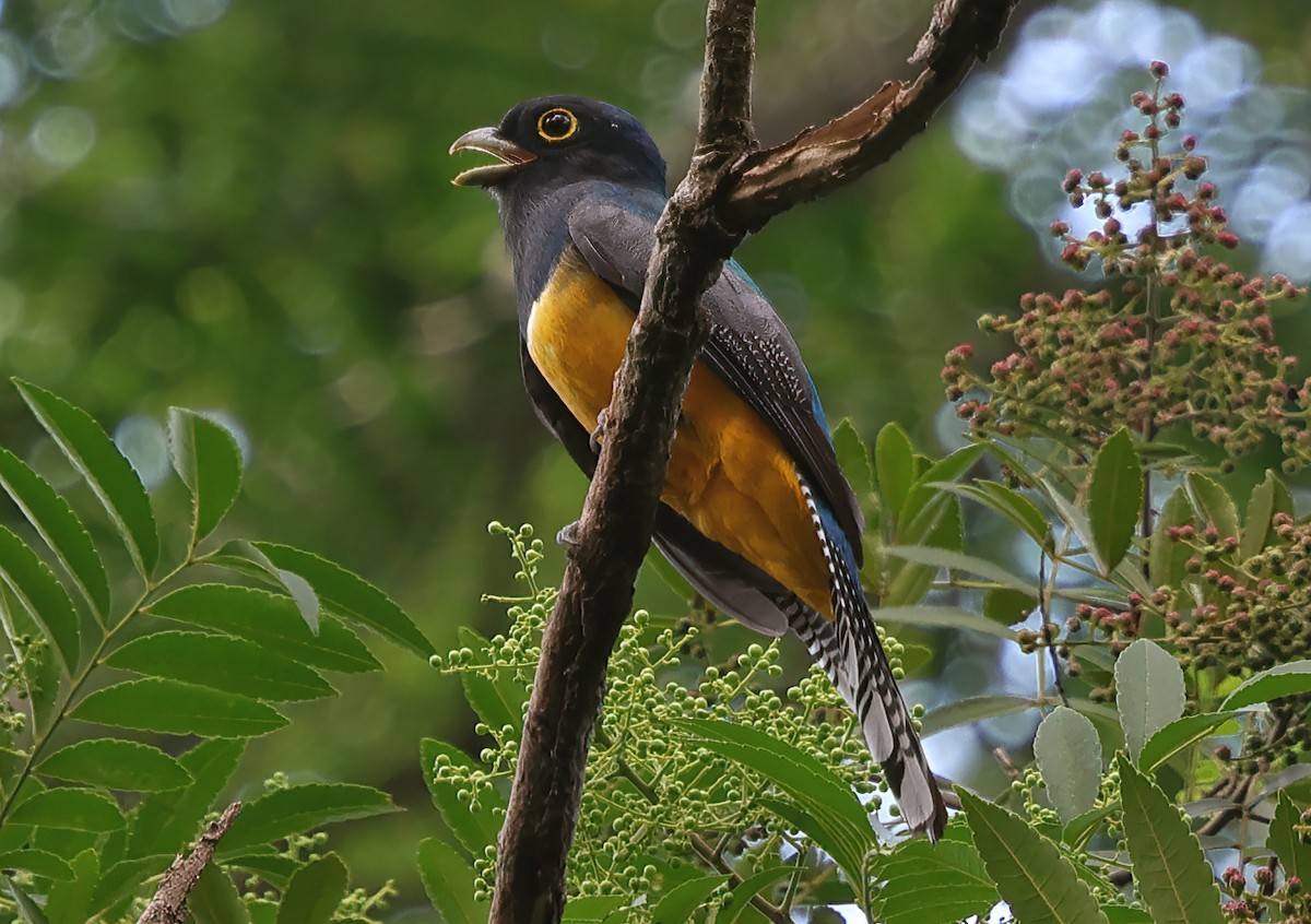 Gartered Trogon - ML624080066