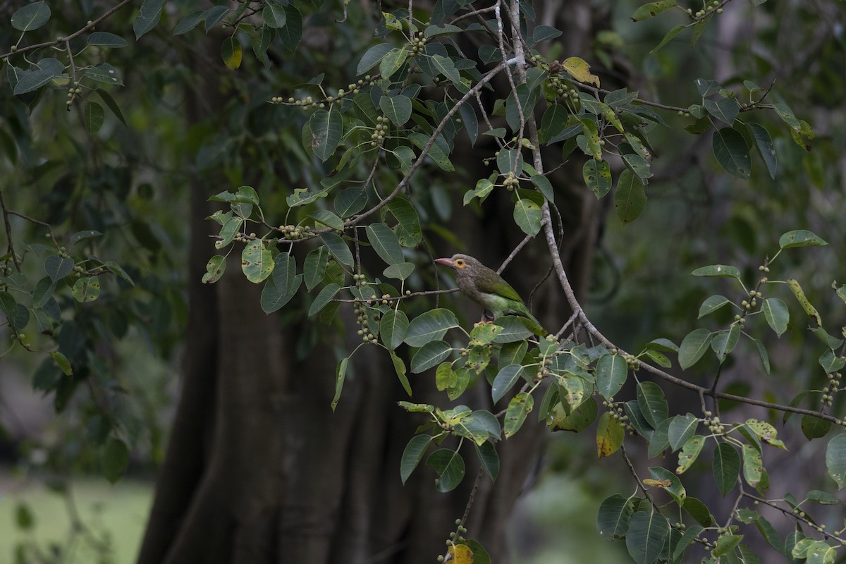 Brown-headed Barbet - ML624080091