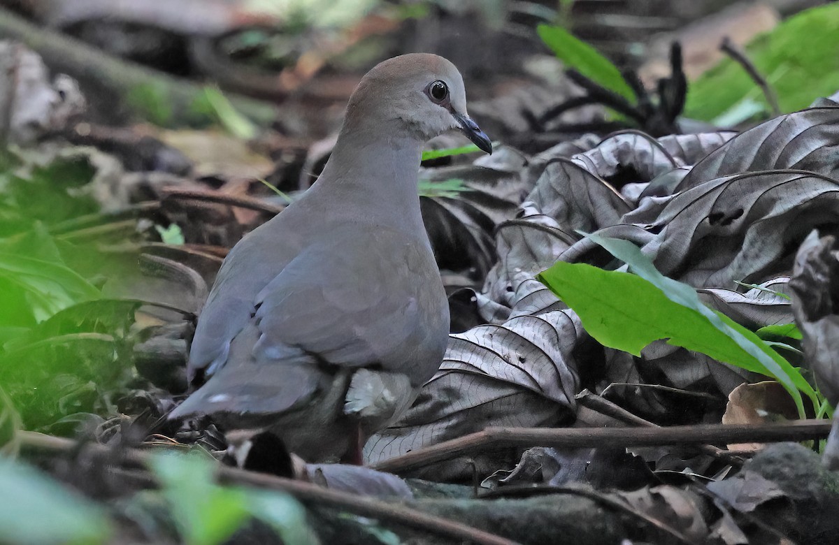 Gray-chested Dove - ML624080102