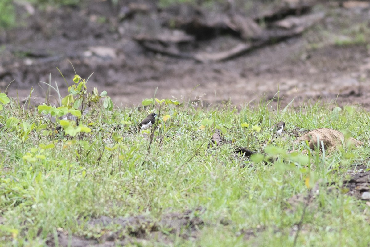 White-rumped Munia - ML624080103