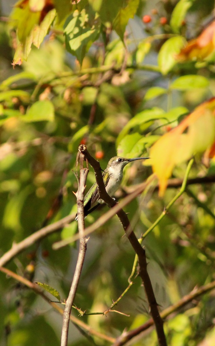 Ruby-throated Hummingbird - ML624080124