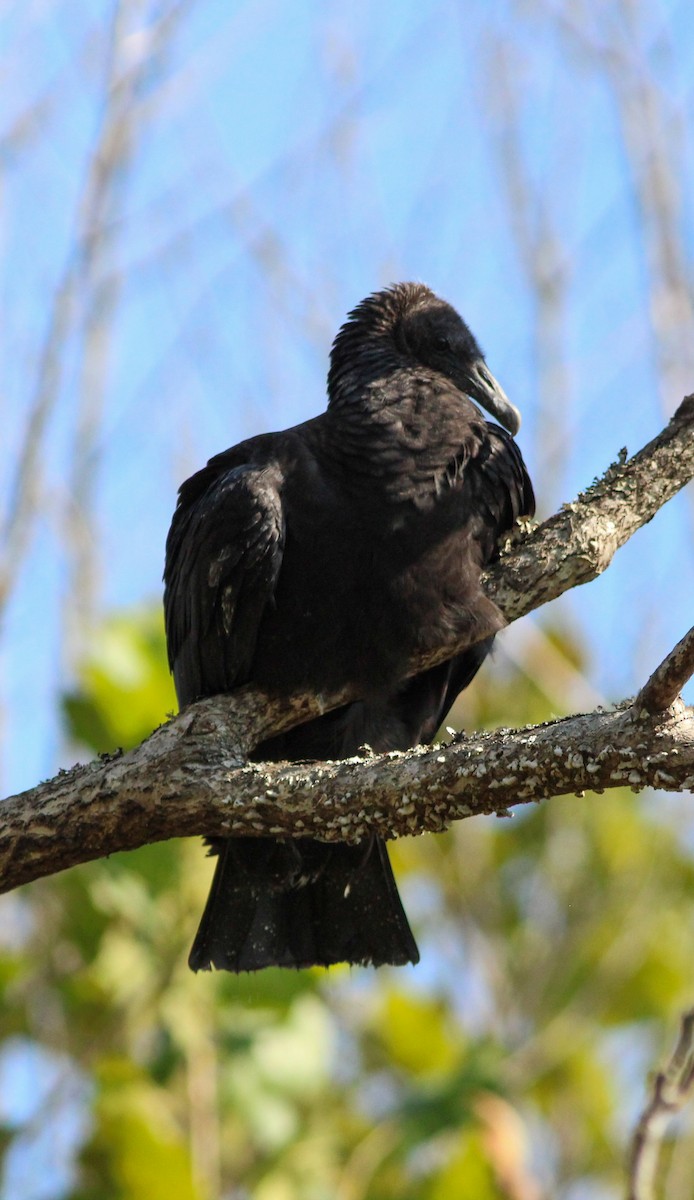 Black Vulture - ML624080129