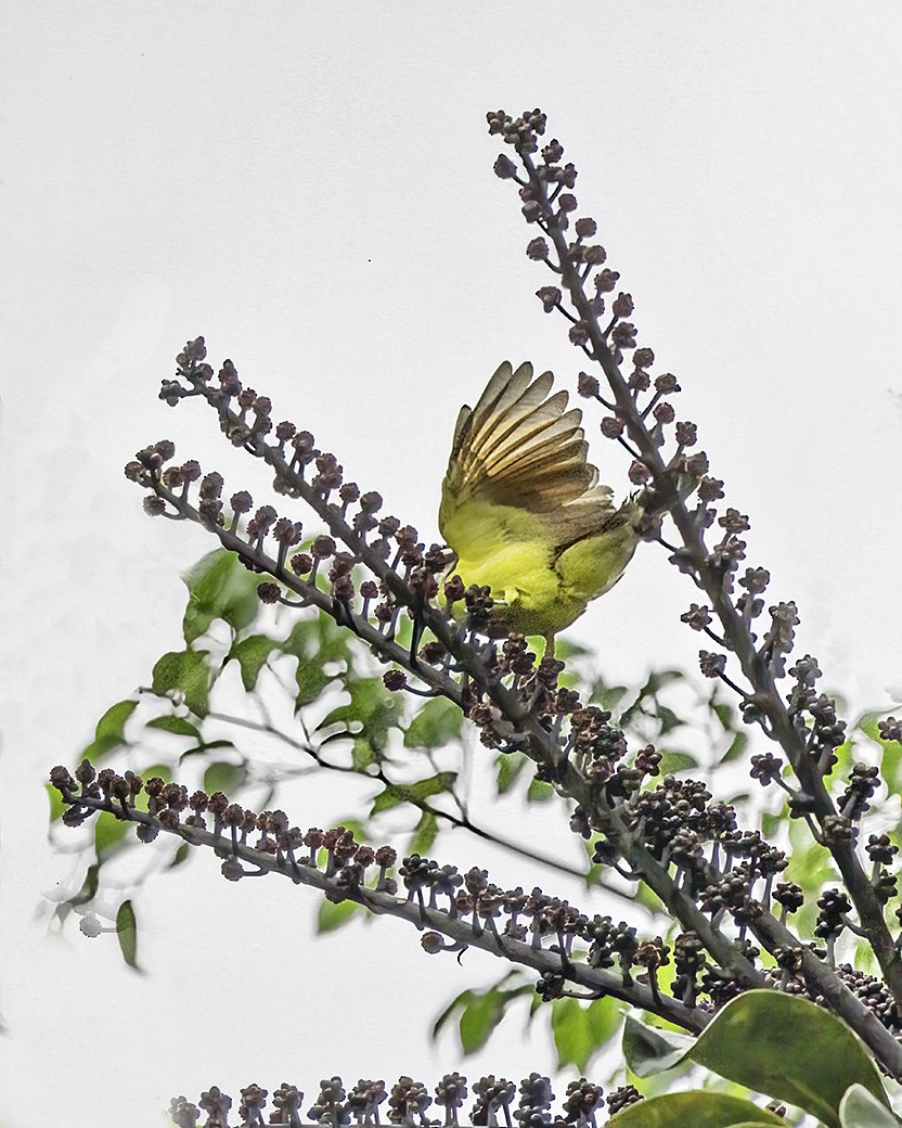 Great Kiskadee - ML624080142