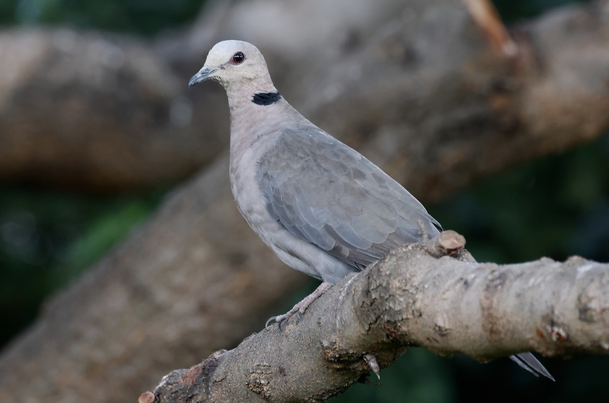 Red-eyed Dove - ML624080160