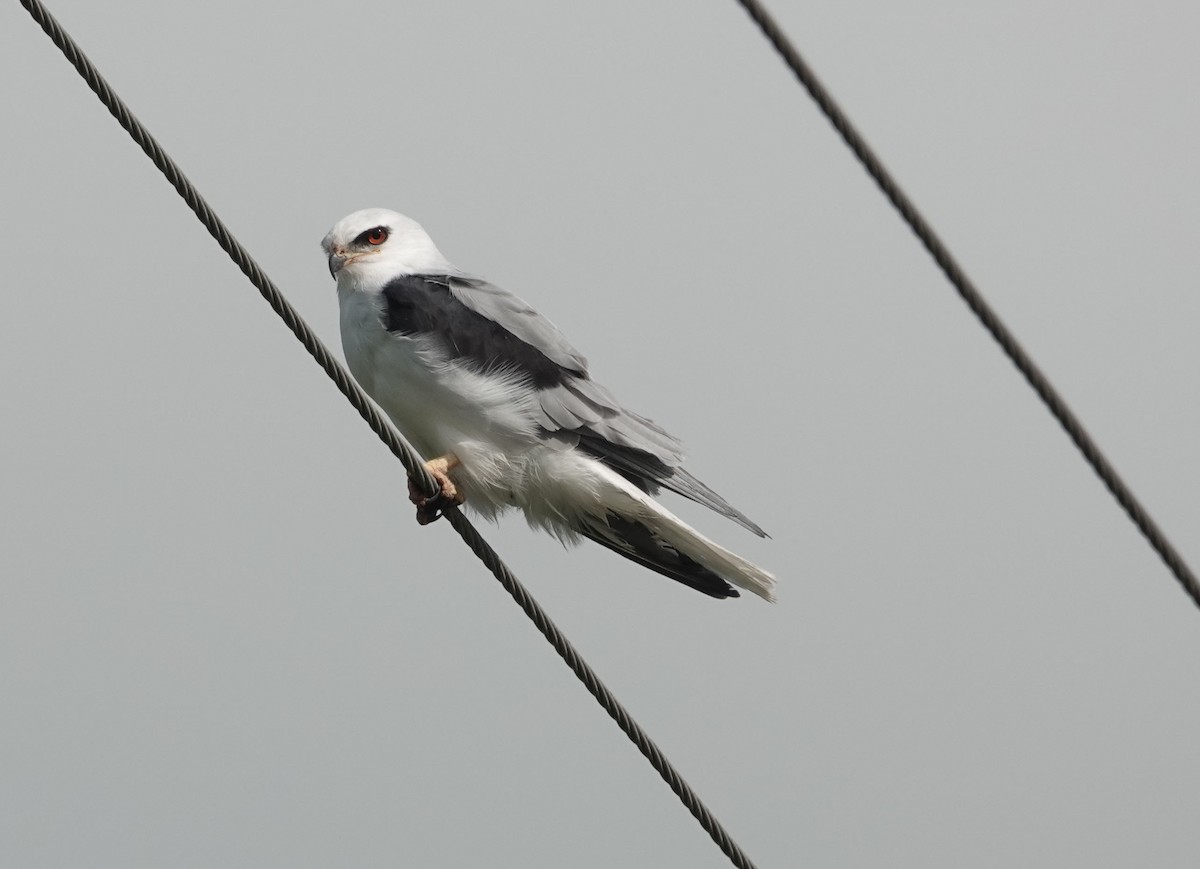 White-tailed Kite - ML624080169