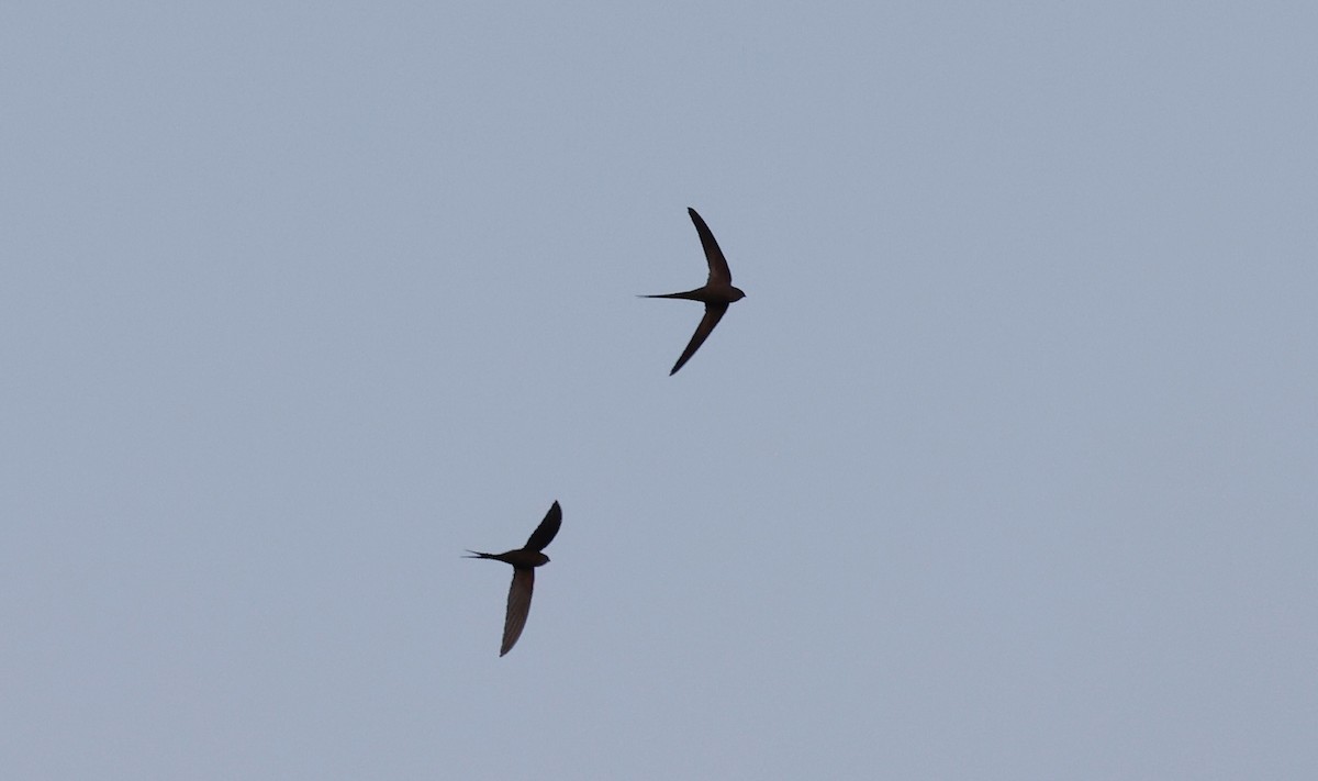 African Palm Swift - ML624080171