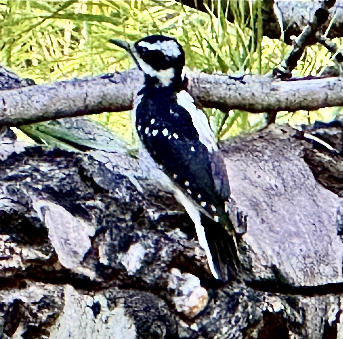 Hairy Woodpecker - ML624080172