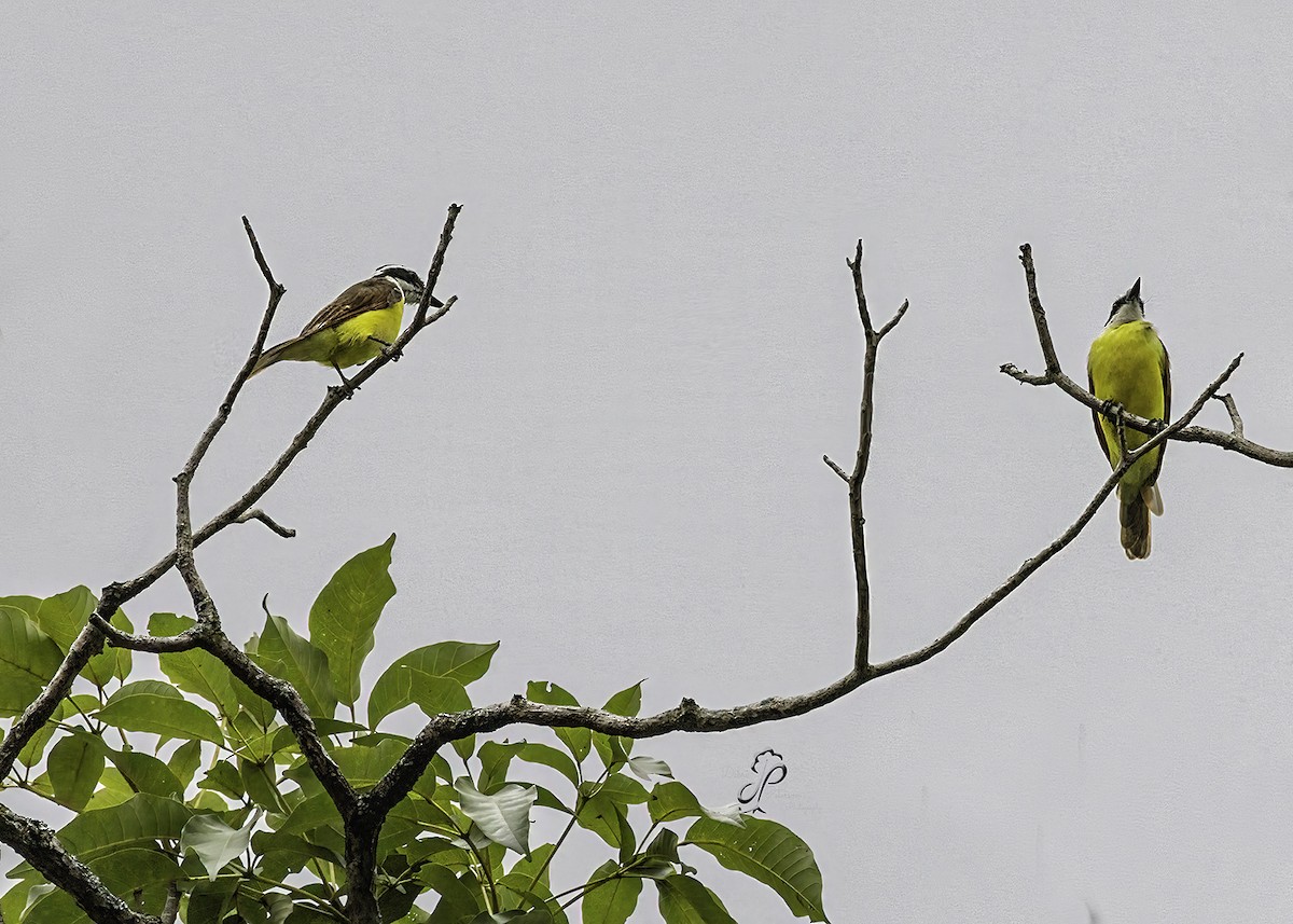 Great Kiskadee - ML624080185