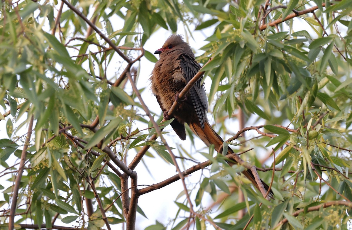 Red-faced Mousebird - ML624080200