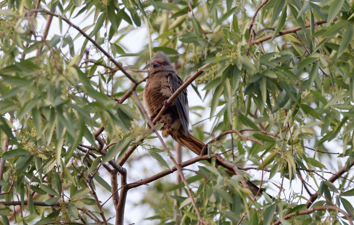 Red-faced Mousebird - ML624080202