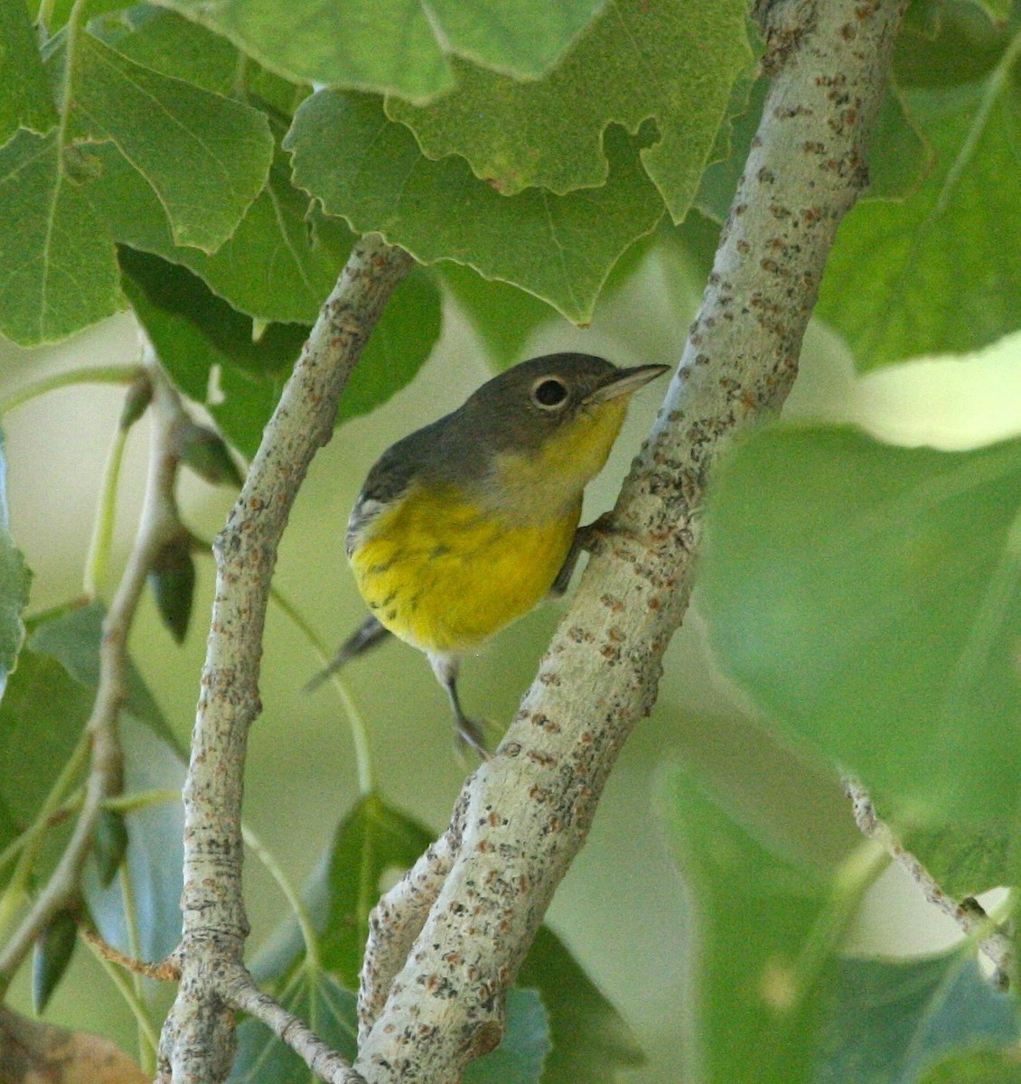 Magnolia Warbler - ML624080212