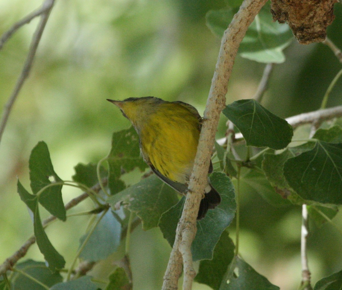 Magnolia Warbler - ML624080213