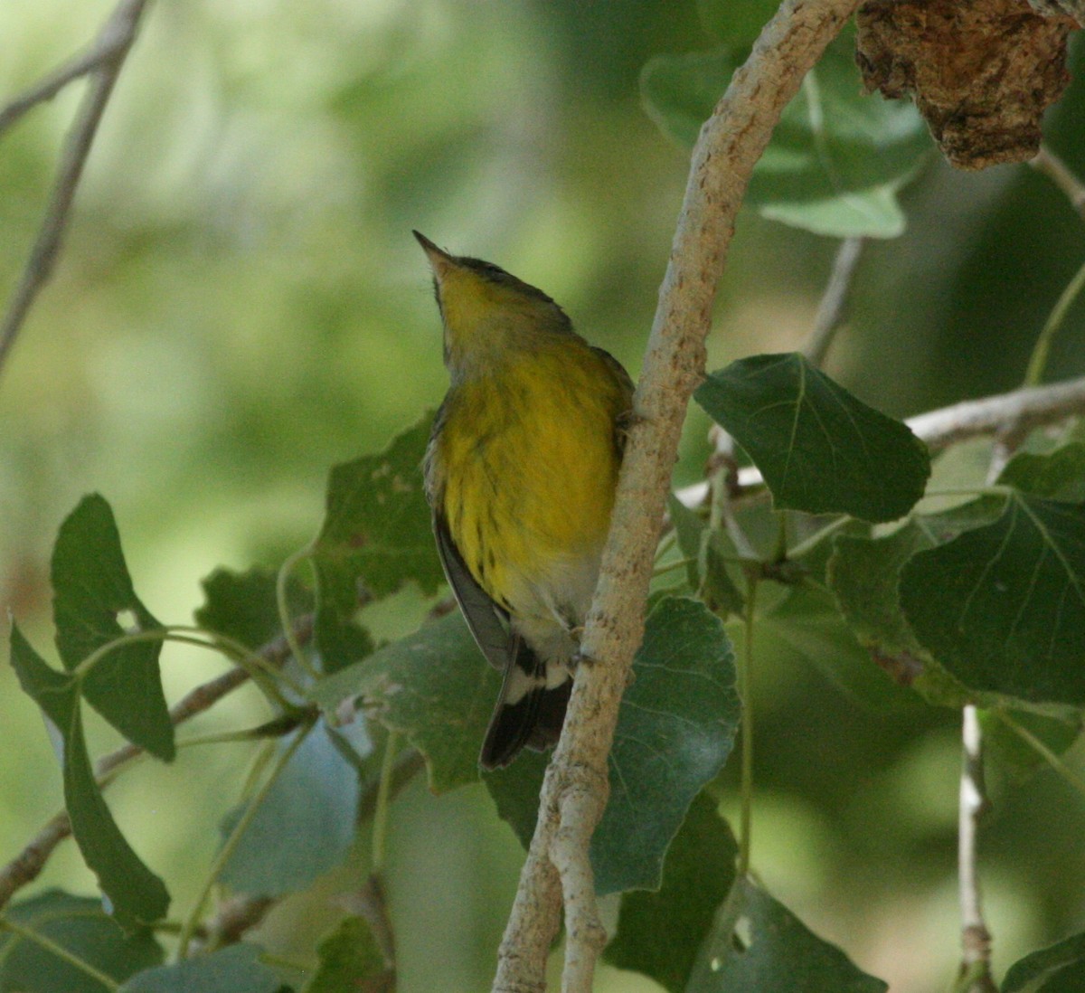 Magnolia Warbler - ML624080214