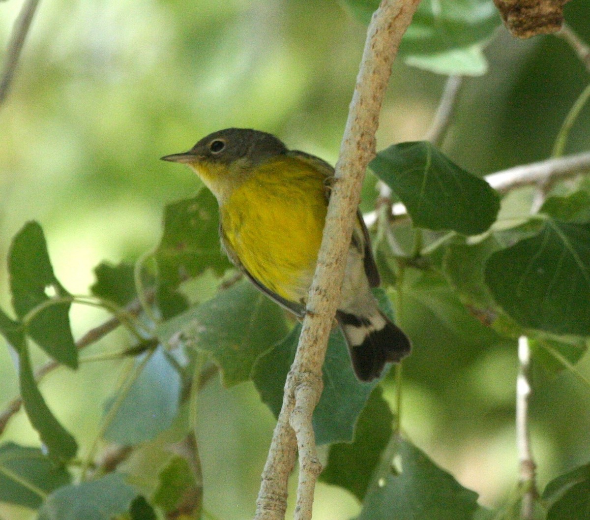 Magnolia Warbler - ML624080215