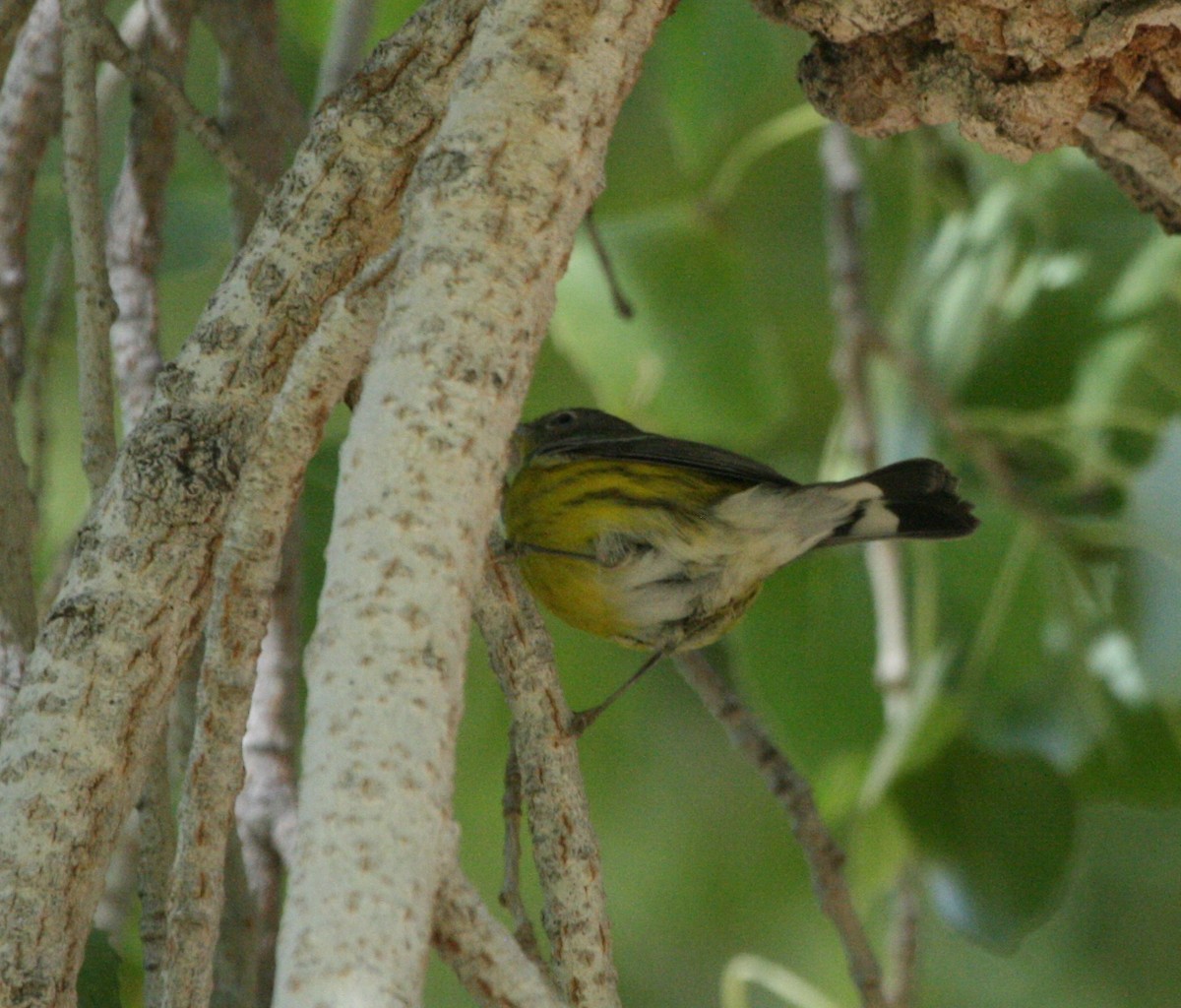 Magnolia Warbler - ML624080216