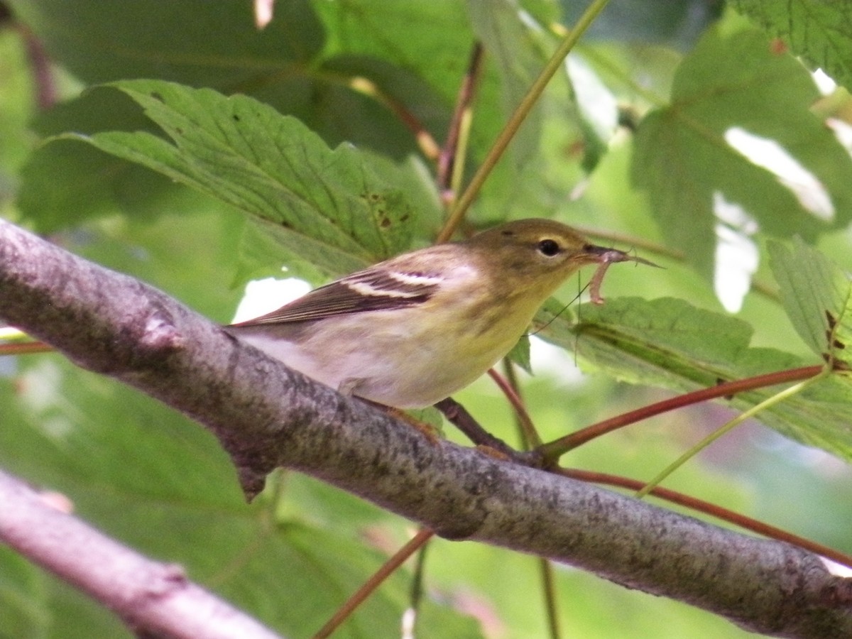 Blackpoll Warbler - ML624080233