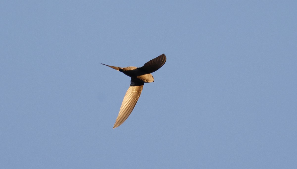 African Palm Swift - Anne Bielamowicz