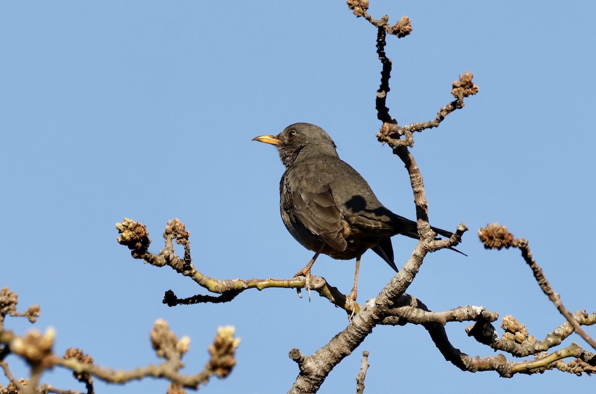 Karoo Thrush - ML624080333