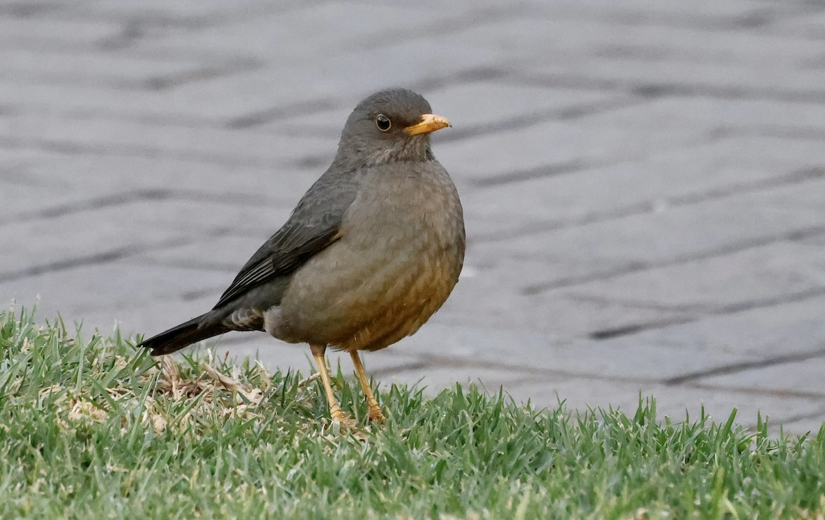 Karoo Thrush - ML624080345