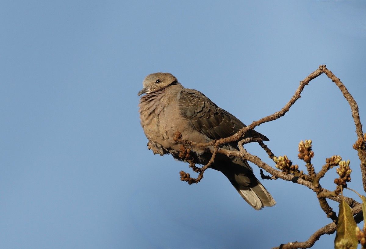 Red-eyed Dove - ML624080373