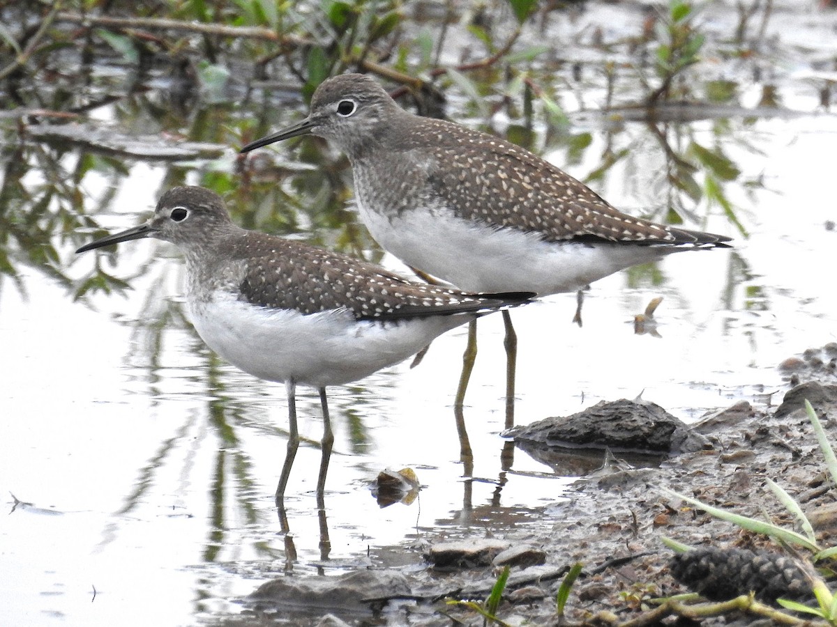 Solitary Sandpiper - ML624080394