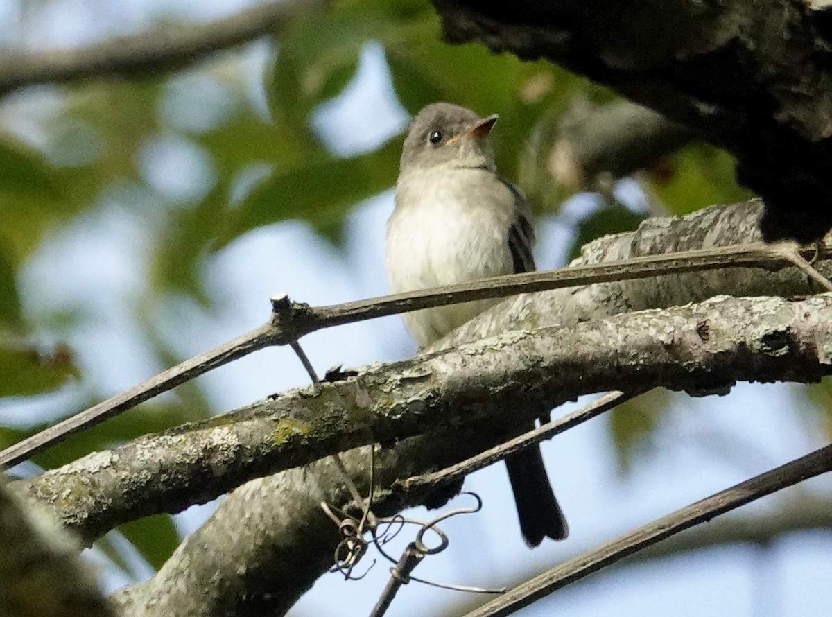 Eastern Wood-Pewee - ML624080396