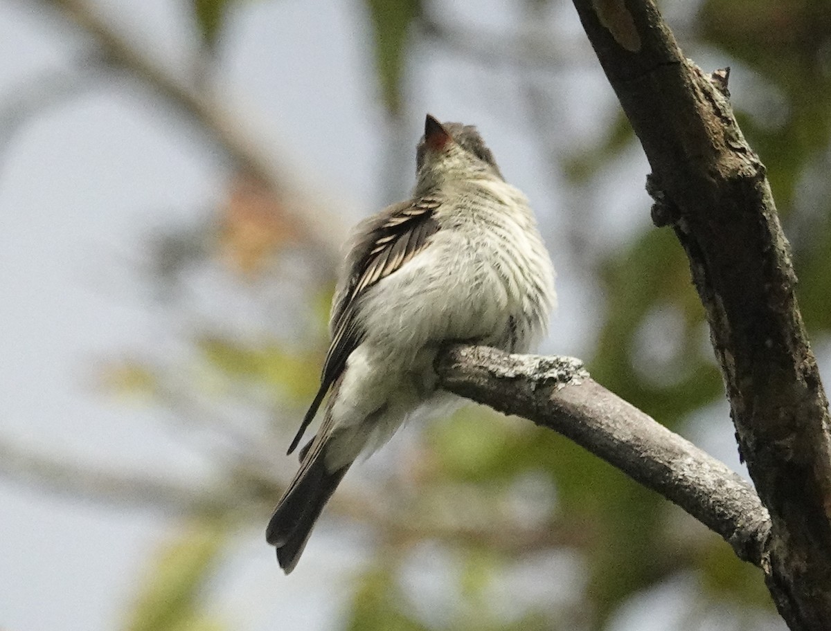 Eastern Wood-Pewee - ML624080405