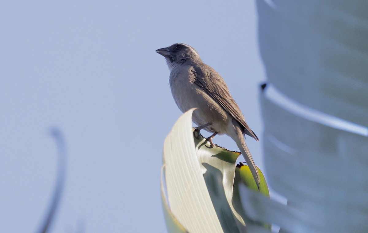 Streaky-headed Seedeater - ML624080406