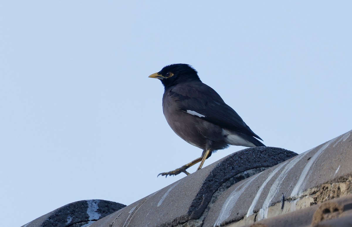 Common Myna - ML624080412