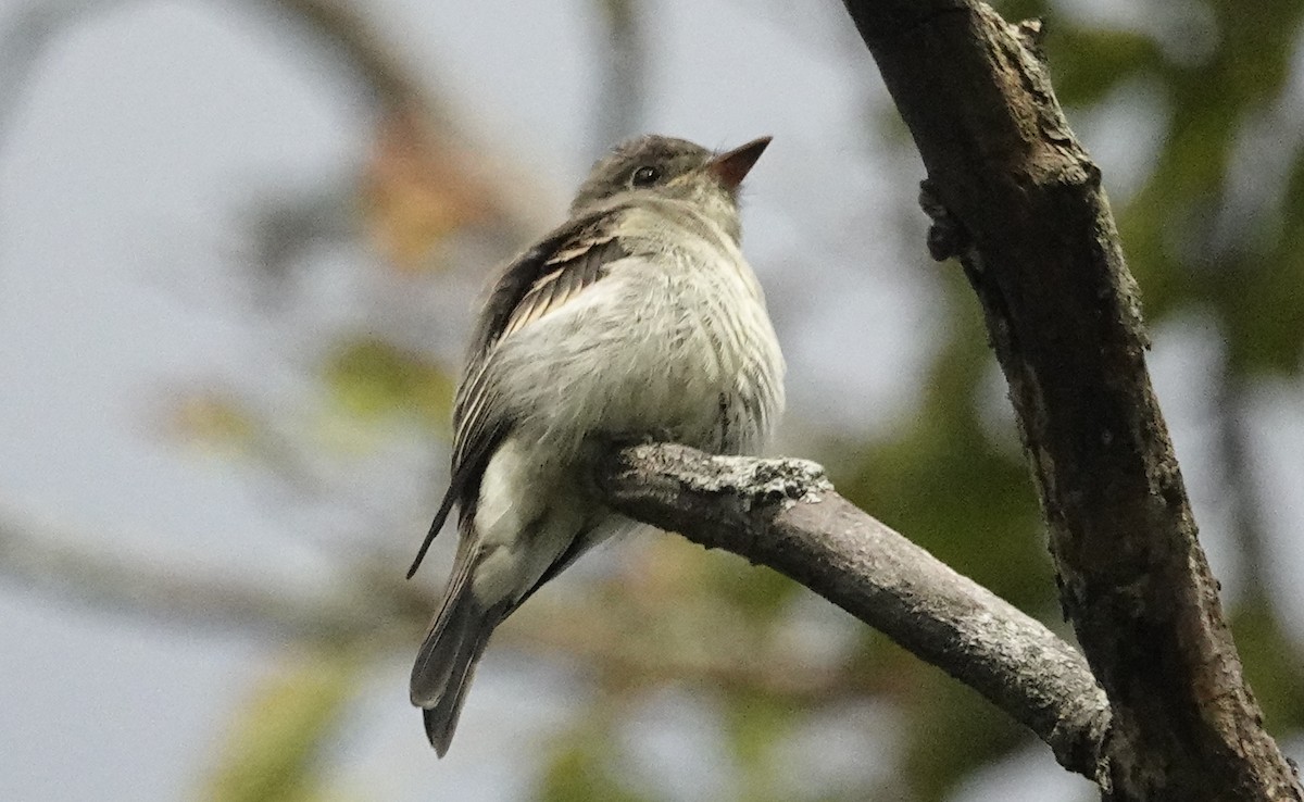 Eastern Wood-Pewee - ML624080416