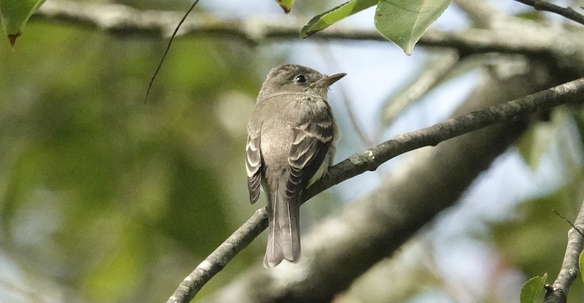 Eastern Wood-Pewee - ML624080427