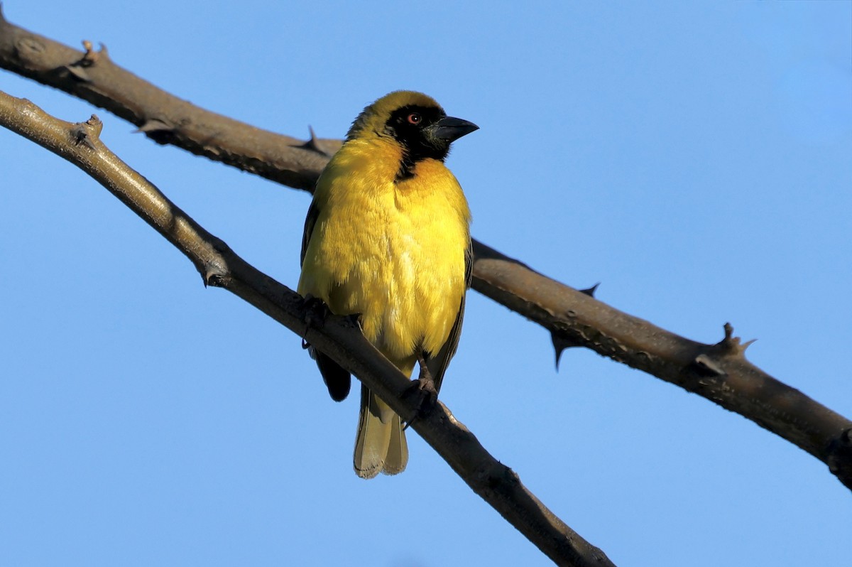 Southern Masked-Weaver - ML624080460