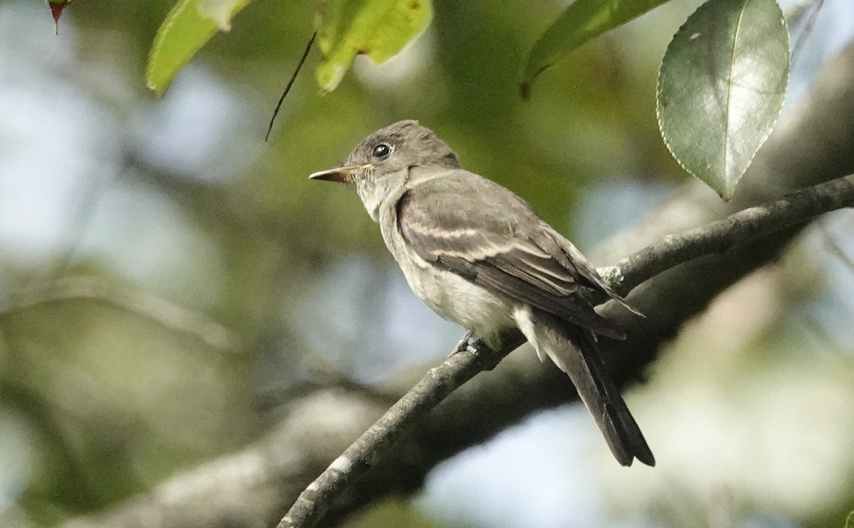 Eastern Wood-Pewee - ML624080474