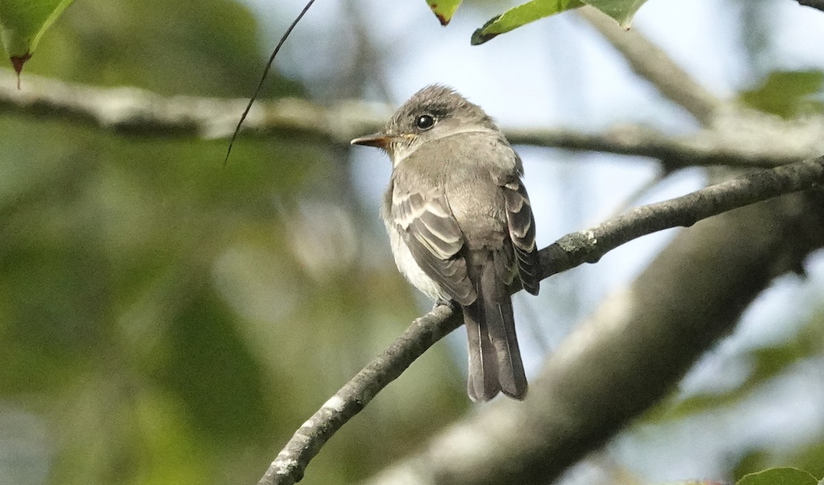 Eastern Wood-Pewee - ML624080476