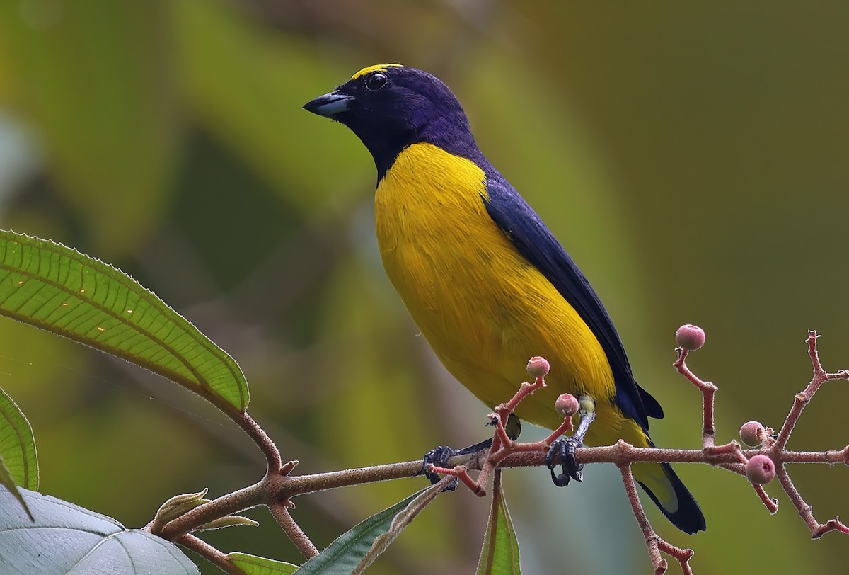 Scrub Euphonia - Ad Konings