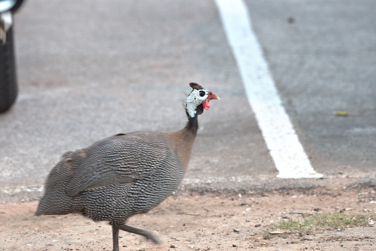 Helmeted Guineafowl (Domestic type) - ML624080504