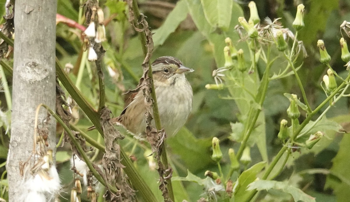 Swamp Sparrow - ML624080522