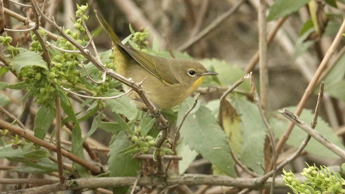 Weidengelbkehlchen - ML624080533