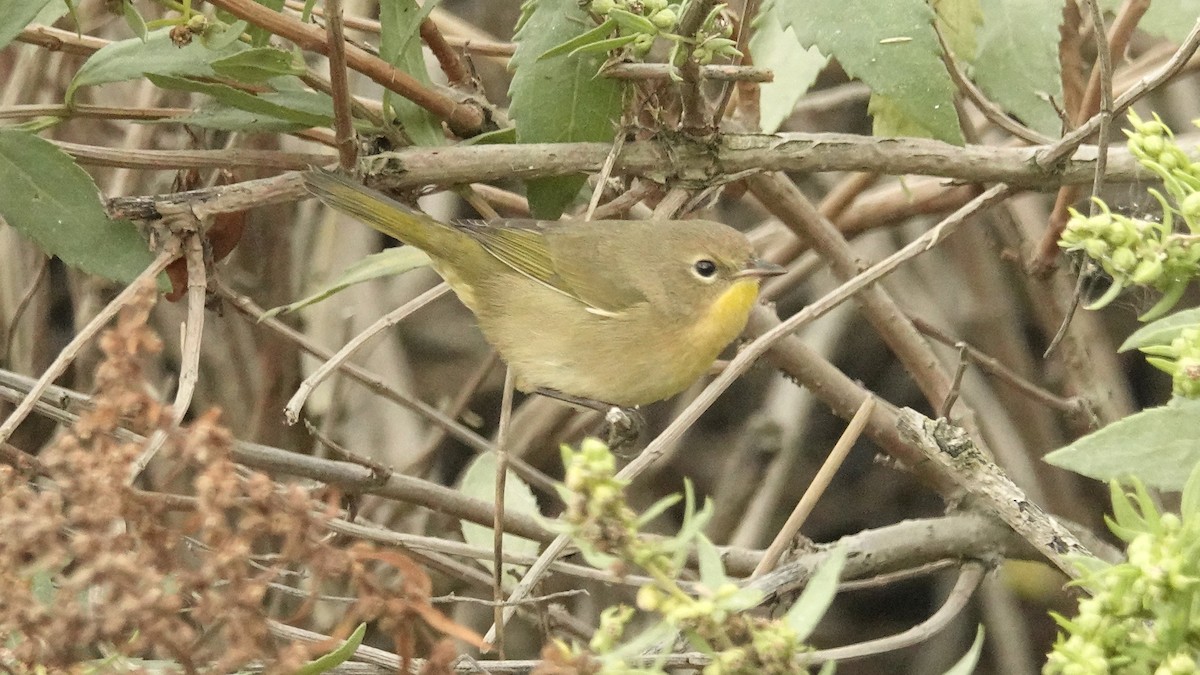 Common Yellowthroat - ML624080534