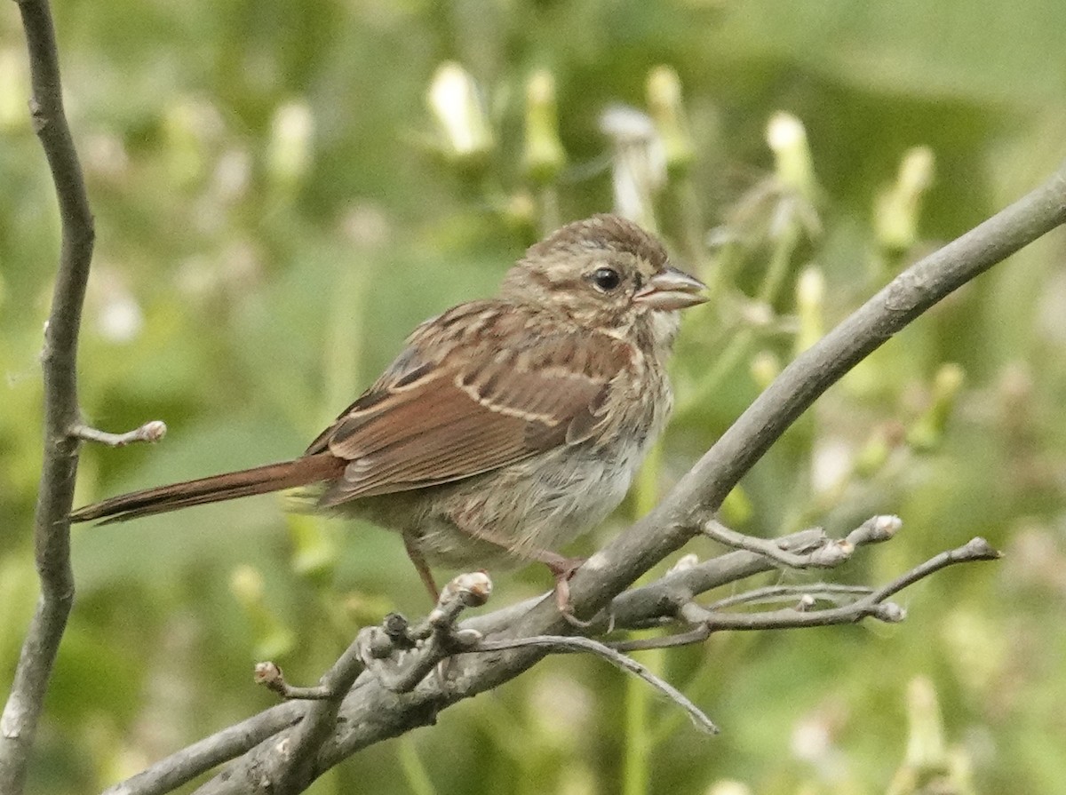 Song Sparrow - ML624080557