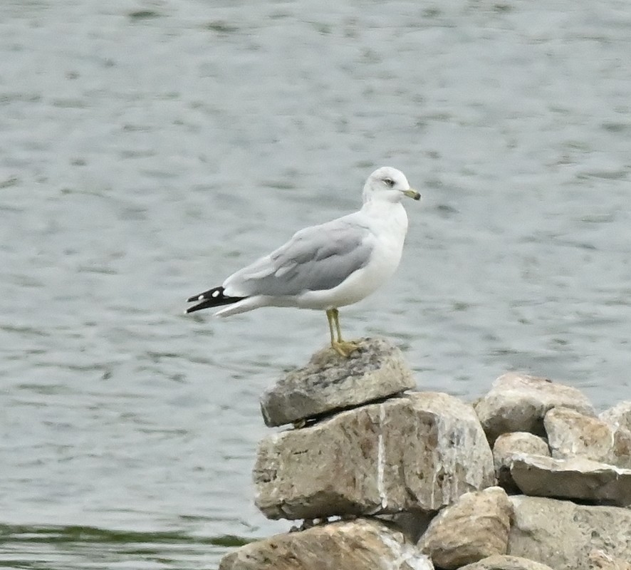 Ring-billed Gull - ML624080559