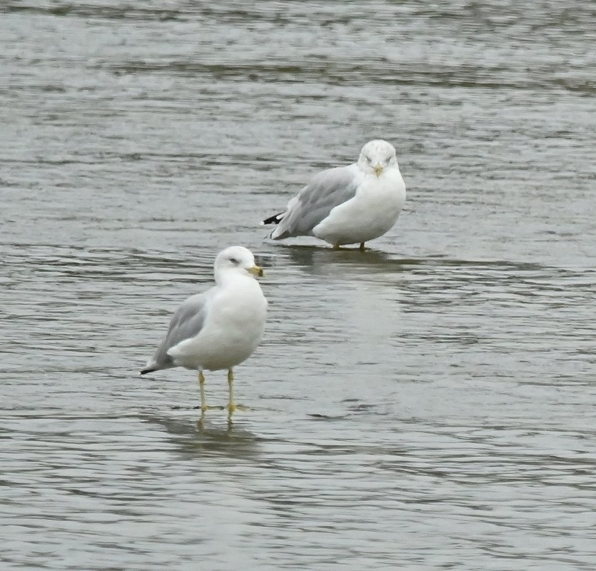 Ring-billed Gull - ML624080564