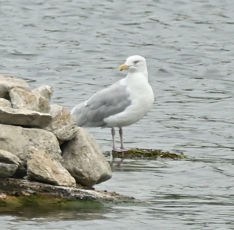 Herring Gull - ML624080571