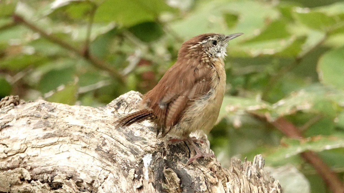 Carolina Wren - ML624080583