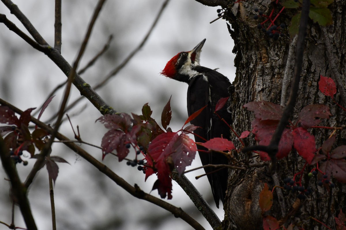 Pileated Woodpecker - ML624080587