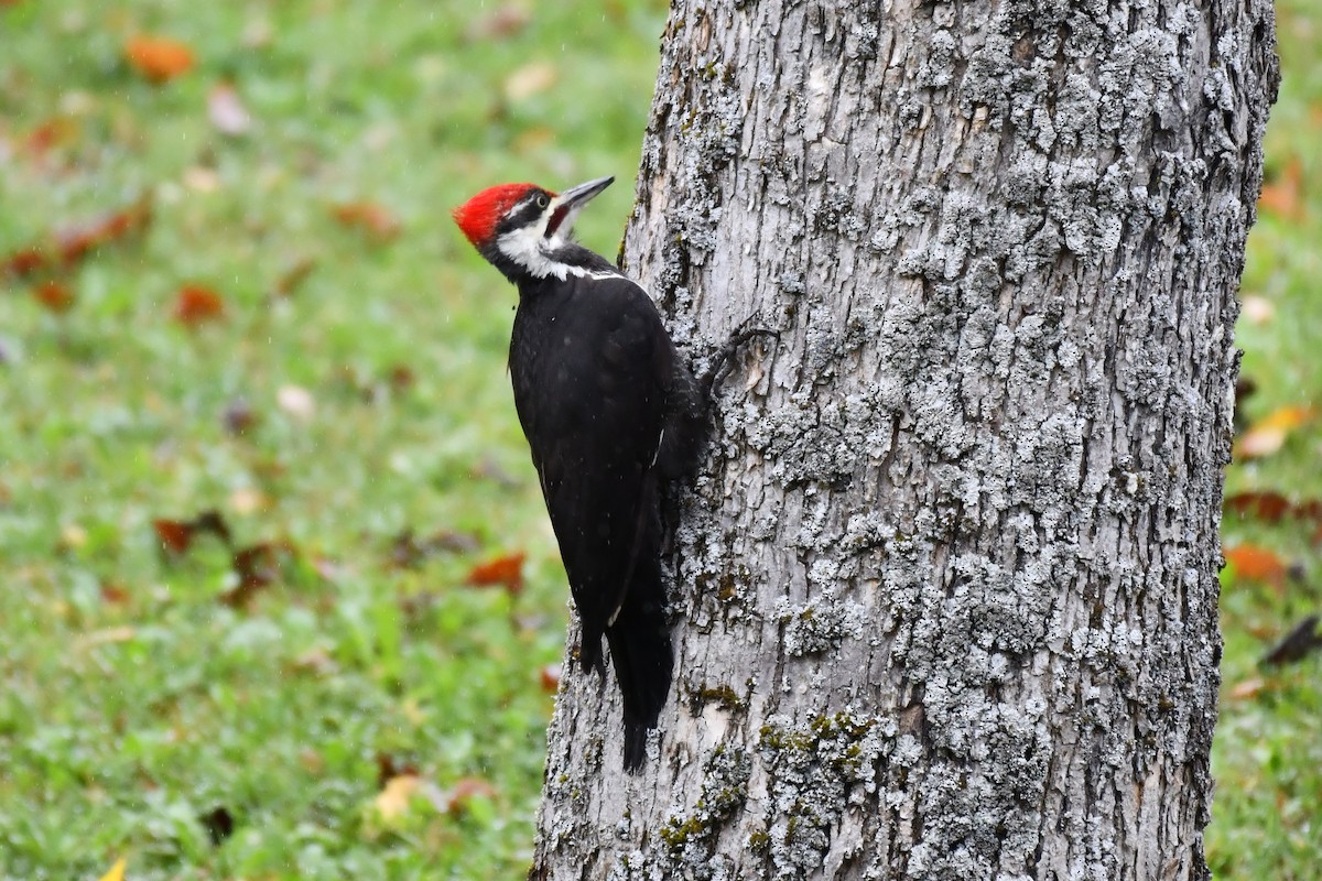 Pileated Woodpecker - ML624080588