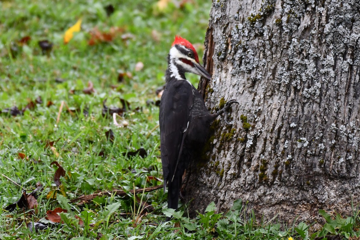 Pileated Woodpecker - ML624080589