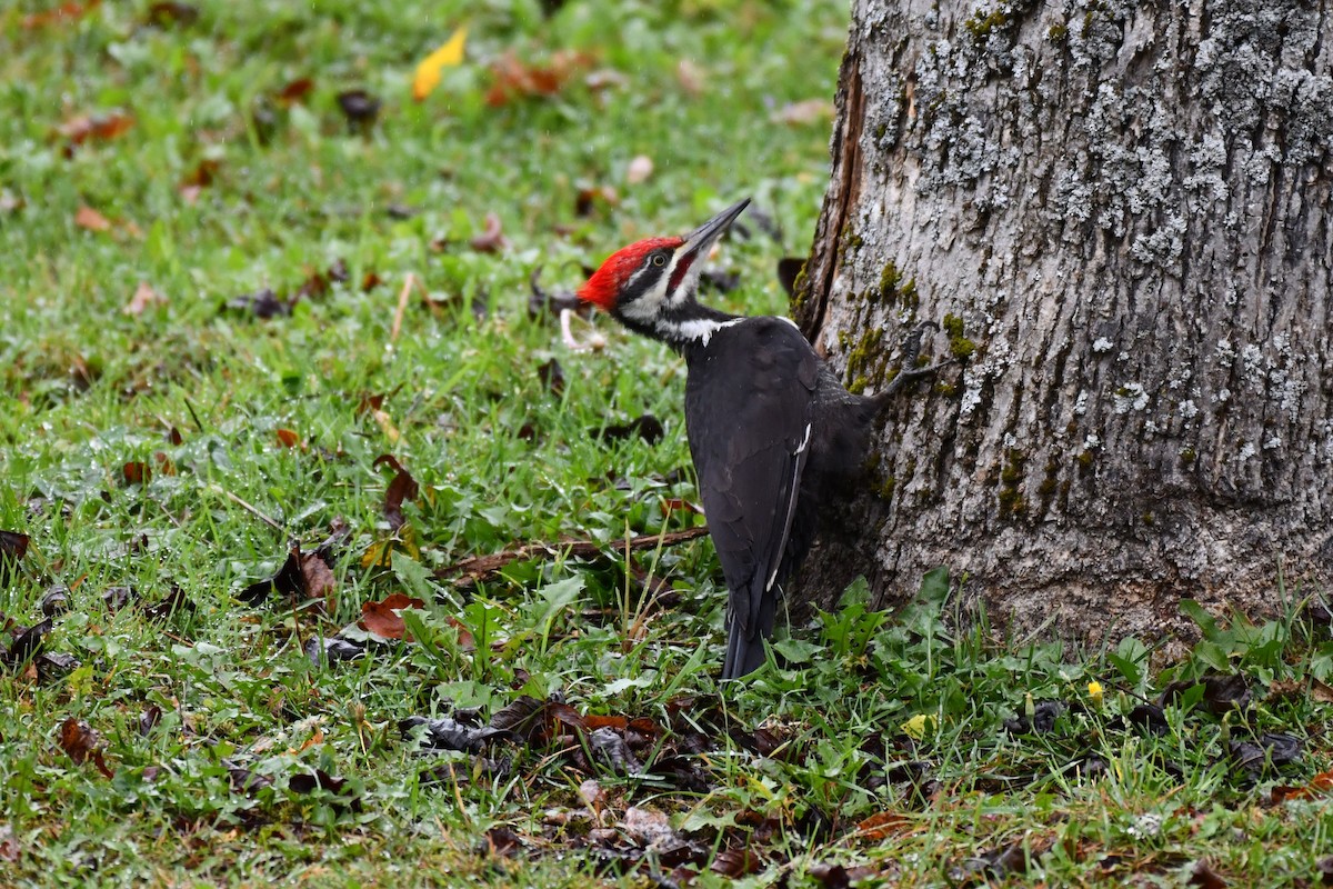 Pileated Woodpecker - ML624080590